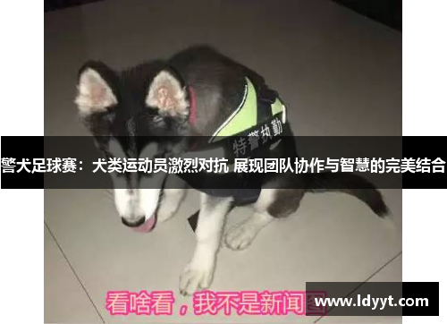 警犬足球赛：犬类运动员激烈对抗 展现团队协作与智慧的完美结合